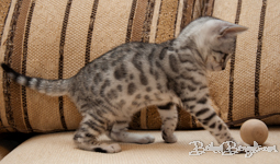 Bengal silber rosetted